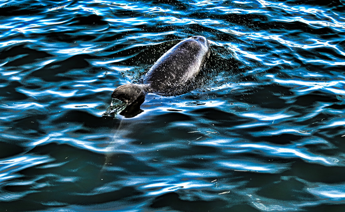 Dolphin Feeding in Sarasota Bay
