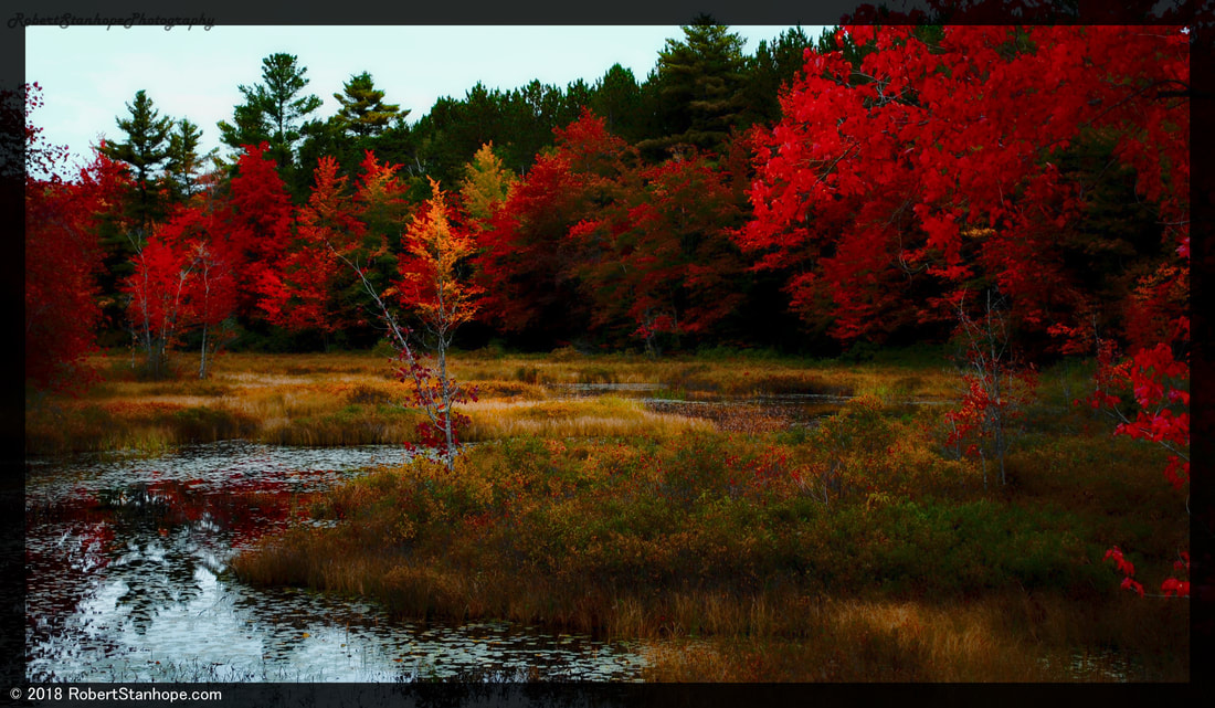Swamp maples are the first to change colors during foliage season.