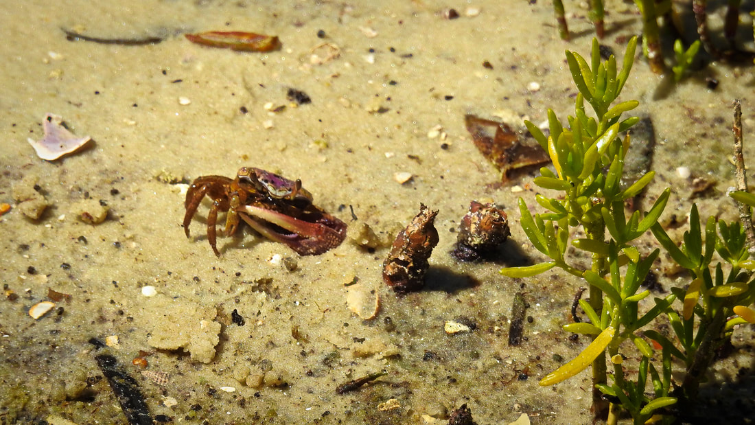 Crab Photography