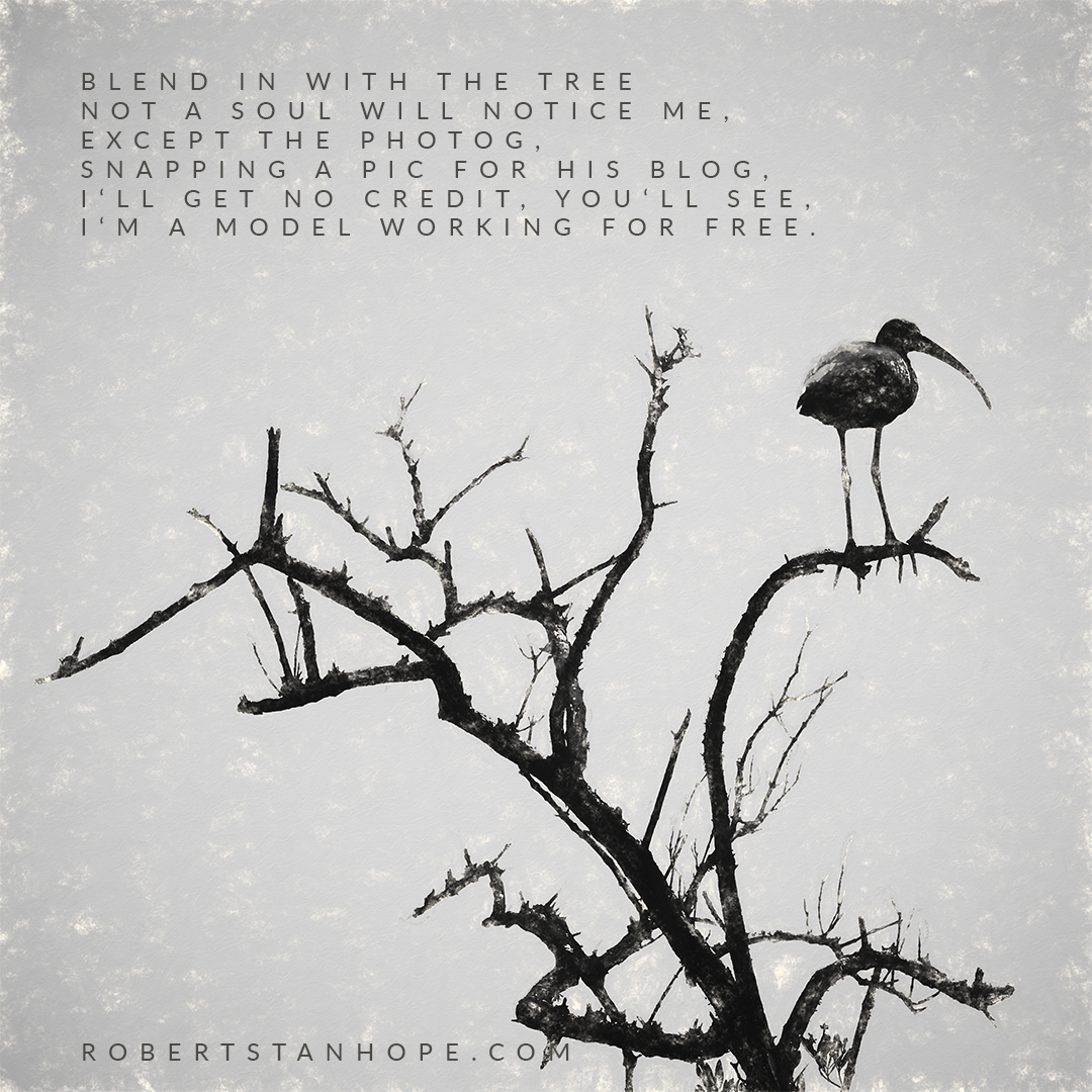 A Bird's Life poem by Robert Stanhope